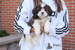 Photo №4. I will sell shih tzu in the city of Freiburg im Breisgau.  - price - negotiated