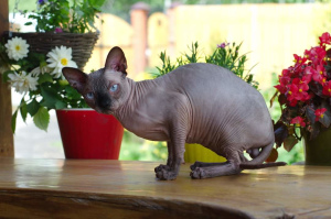 Photo №2 to announcement № 7069 for the sale of sphynx-katze - buy in Russian Federation from nursery, breeder
