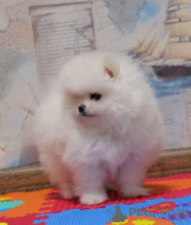 Photo №2 to announcement № 17579 for the sale of pomeranian - buy in Ukraine from nursery