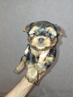 Photo №4. I will sell beaver yorkshire terrier, yorkshire terrier in the city of Tallinn. private announcement, from nursery, breeder - price - 671$