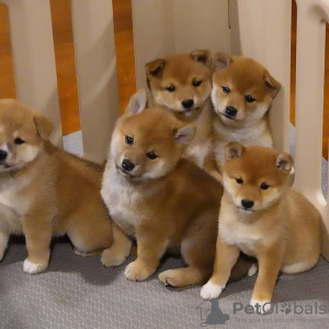 Photo №1. shiba inu - for sale in the city of Graz | negotiated | Announcement № 53356