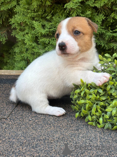 Photo №3. Puppy jack Russell Terrier. Russian Federation