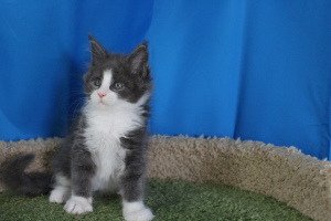 Photo №1. maine coon - for sale in the city of Minsk | 473$ | Announcement № 3523