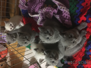 Photo №2 to announcement № 135499 for the sale of british shorthair - buy in United States breeder