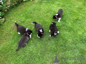 Photo №3. Siberian Husky puppies. Estonia
