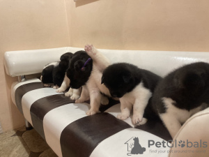 Additional photos: American Akita puppies black and white color