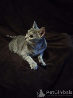 Photo №3. Kitty Martha is looking for a home!. Russian Federation