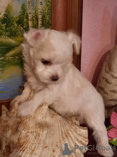 Photo №1. maltese dog - for sale in the city of Minsk | 600$ | Announcement № 8934