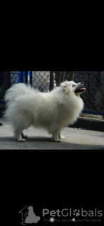 Photo №1. japanese spitz - for sale in the city of Dnipro | 176$ | Announcement № 13762