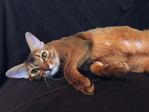 Additional photos: Abyssinian kittens of wild color are on sale. There are 2 boys left.