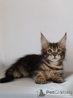 Additional photos: Cool girl main Coon