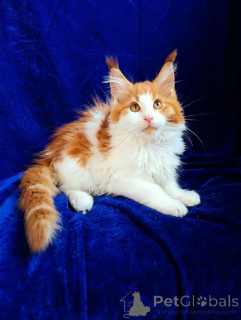 Additional photos: Maine Coon kittens