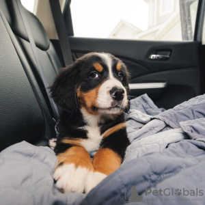 Photo №1. bernese mountain dog - for sale in the city of Франкфурт | 317$ | Announcement № 78859