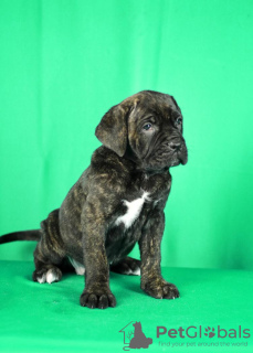 Photo №3. Cane Corso puppies for sale. Serbia