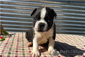 Photo №2 to announcement № 104852 for the sale of boston terrier - buy in Germany private announcement