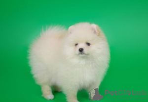 Photo №2 to announcement № 84277 for the sale of pomeranian - buy in Russian Federation private announcement