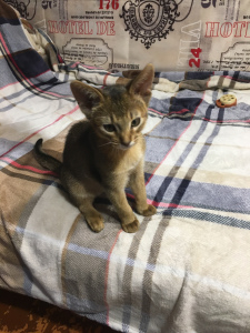 Photo №4. I will sell abyssinian cat in the city of Gomel. private announcement - price - 384$