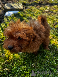 Photo №2 to announcement № 136549 for the sale of poodle (toy) - buy in Romania private announcement