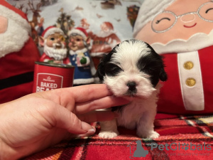 Photo №1. shih tzu - for sale in the city of New York | 220$ | Announcement № 84032