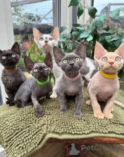 Photo №1. devon rex - for sale in the city of Yudendorf-Strassengel | 361$ | Announcement № 171023