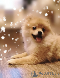 Photo №1. german spitz - for sale in the city of Mogilyov | negotiated | Announcement № 35912