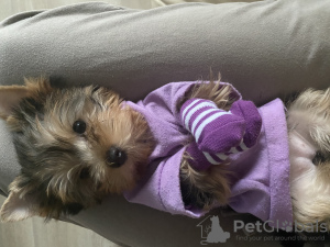 Additional photos: Yorkshire terrier girl