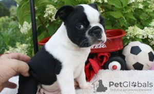 Photo №4. I will sell boston terrier in the city of London. private announcement - price - negotiated