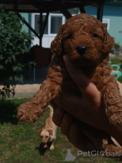 Additional photos: Miniature poodle puppies for sale