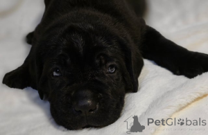 Photo №1. akita - for sale in the city of Bregenz | 350$ | Announcement № 161323