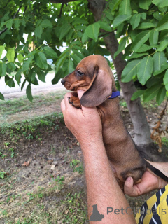 Photo №2 to announcement № 174475 for the sale of dachshund - buy in Serbia 