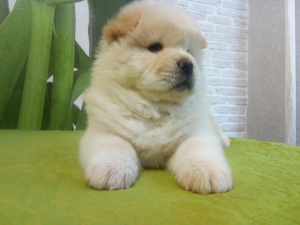 Photo №4. I will sell chow chow in the city of Минск. breeder - price - Negotiated