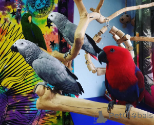 Photo №1. german spitz, german wirehaired pointer, giant schnauzer, golden retriever - for sale in the city of California Gully | negotiated | Announcement № 145252