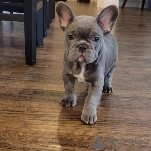 Photo №1. french bulldog - for sale in the city of Dubai | negotiated | Announcement № 42243