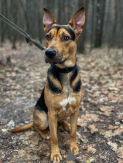 Photo №3. Smart, sociable, playful Rocky is looking for a home!. Russian Federation