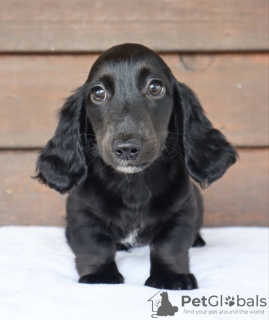 Additional photos: dachshund puppy