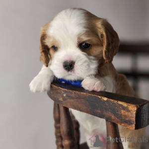 Photo №3. Meet Oliver our charming little explorer who wins hearts with every wag! Always. Finland