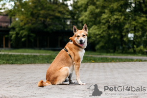 Photo №1. non-pedigree dogs - for sale in the city of Москва | Is free | Announcement № 105277