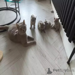 Photo №2 to announcement № 167254 for the sale of british shorthair - buy in Germany private announcement