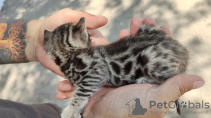 Photo №2 to announcement № 13481 for the sale of bengal cat - buy in Ukraine private announcement, breeder