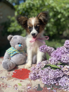 Photo №2 to announcement № 110525 for the sale of papillon dog - buy in Germany private announcement