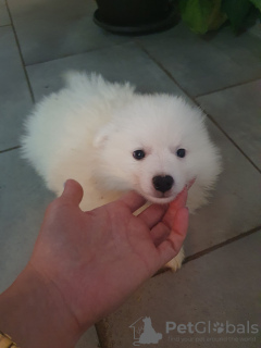 Additional photos: german spitz puppies