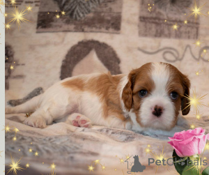 Photo №3. Cavalier King Charles Spaniel - Girl. Belarus