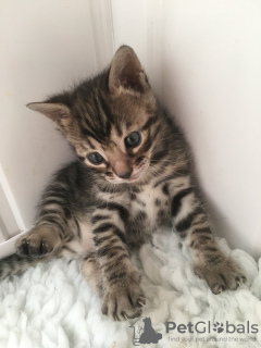 Additional photos: Champion bloodline Bengal Cats kittens available for Adoption