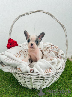 Additional photos: French bulldog puppies