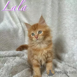 Photo №1. maine coon - for sale in the city of Hamburg | 392$ | Announcement № 167255