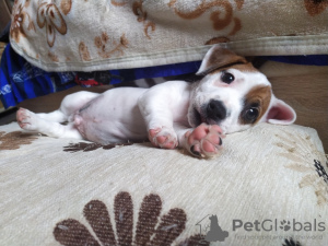 Photo №2 to announcement № 8080 for the sale of jack russell terrier - buy in Russian Federation breeder