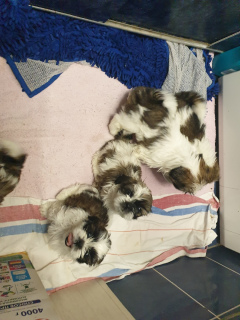 Photo №1. shih tzu - for sale in the city of Minsk | negotiated | Announcement № 2841