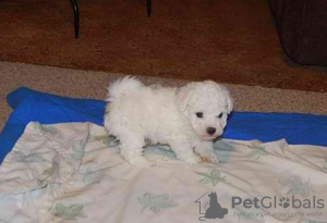 Photo №1. bichon frise - for sale in the city of Marseilles | negotiated | Announcement № 58294