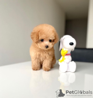 Photo №3. Male and Female Toy poodle for adoption.. Germany