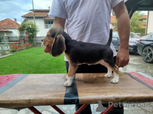 Photo №1. beagle - for sale in the city of Lajkovac | negotiated | Announcement № 141244